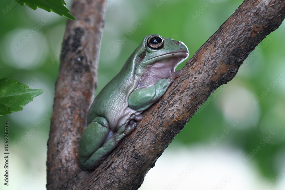 Dumpy frog sitting on branch, green tree frog side view, cute amphibian close up