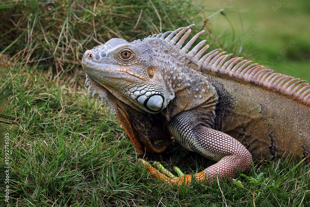 Obraz premium iguanas crawling on the grass