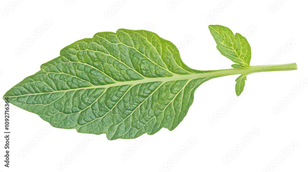 green leaf isolated on white background green leaf isolated on white background