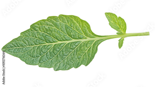 green leaf isolated on white background