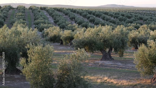 Olive grove in Jaén. Black and green olives ready for olive oil production in the Andalusian countryside