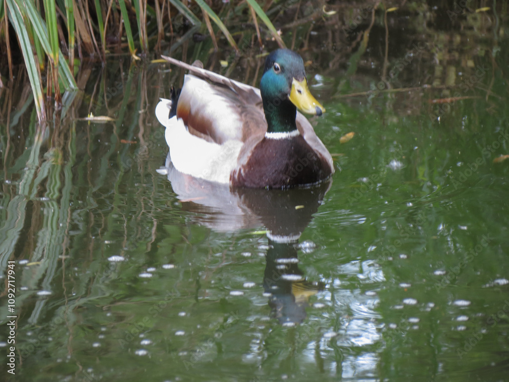 Fototapeta premium mallard wild duck scient. name Anas platyrhynchos bird animal