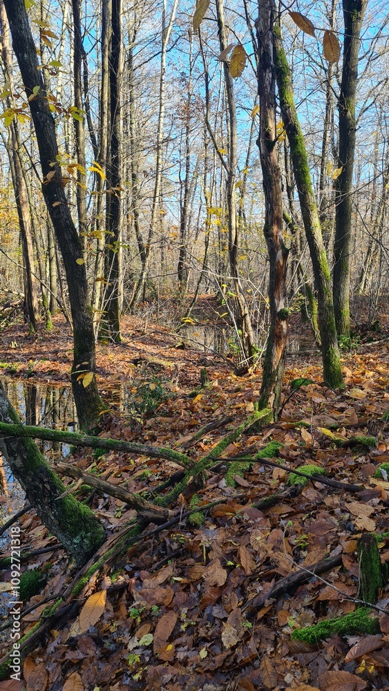Fototapeta premium Paysage de molières inondées dans une forêt de châtaigniers de la vallée de Chevreuse à l'automne