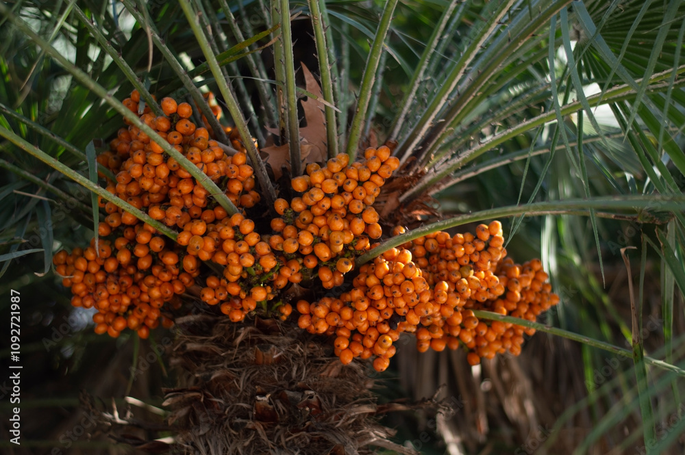Bunch of ripe orange date berries on a palm tree Bunch of ripe orange date berries on a palm tree