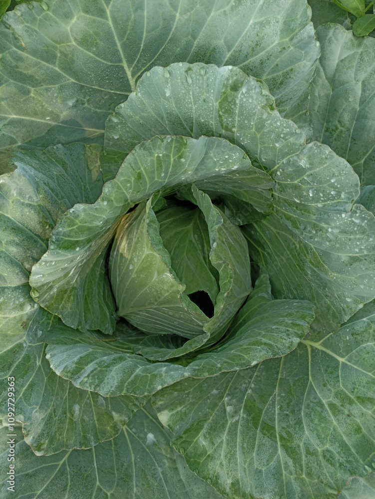 Fototapeta premium Cabbage plants that have started to form crops.