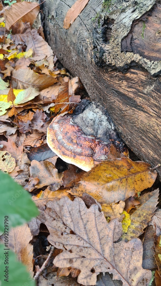 Un beau champignon de souche dans une forêt de châtaignier de la vallée de Chevreuse Un beau champignon de souche dans une forêt de châtaignier de la vallée de Chevreuse