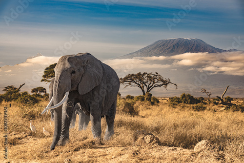 A group of  elephants in front of the kilimandjaro