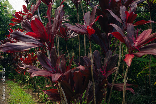 Hawaiian ti plant or Cordyline fruticosa is an evergreen flowering plant. in Indonesia this plant is called andong or hanjuang photo