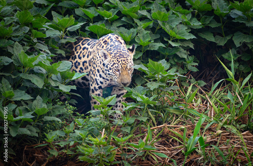 Jaguar walking through foliage along the riverbank.