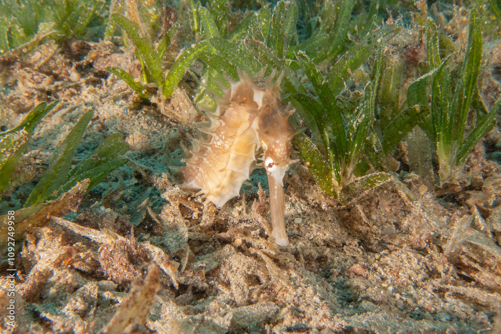 Obraz premium Sea Horse in the Red Sea Colorful and beautiful, Eilat Israel 