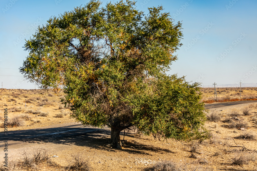 Naklejka premium tree in the field