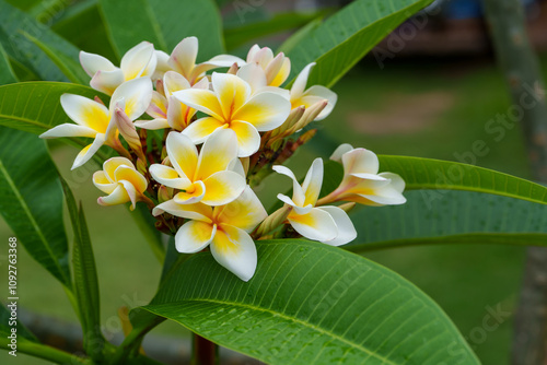 Wallpaper Mural Yellow and white frangipani flowers in the garden Torontodigital.ca