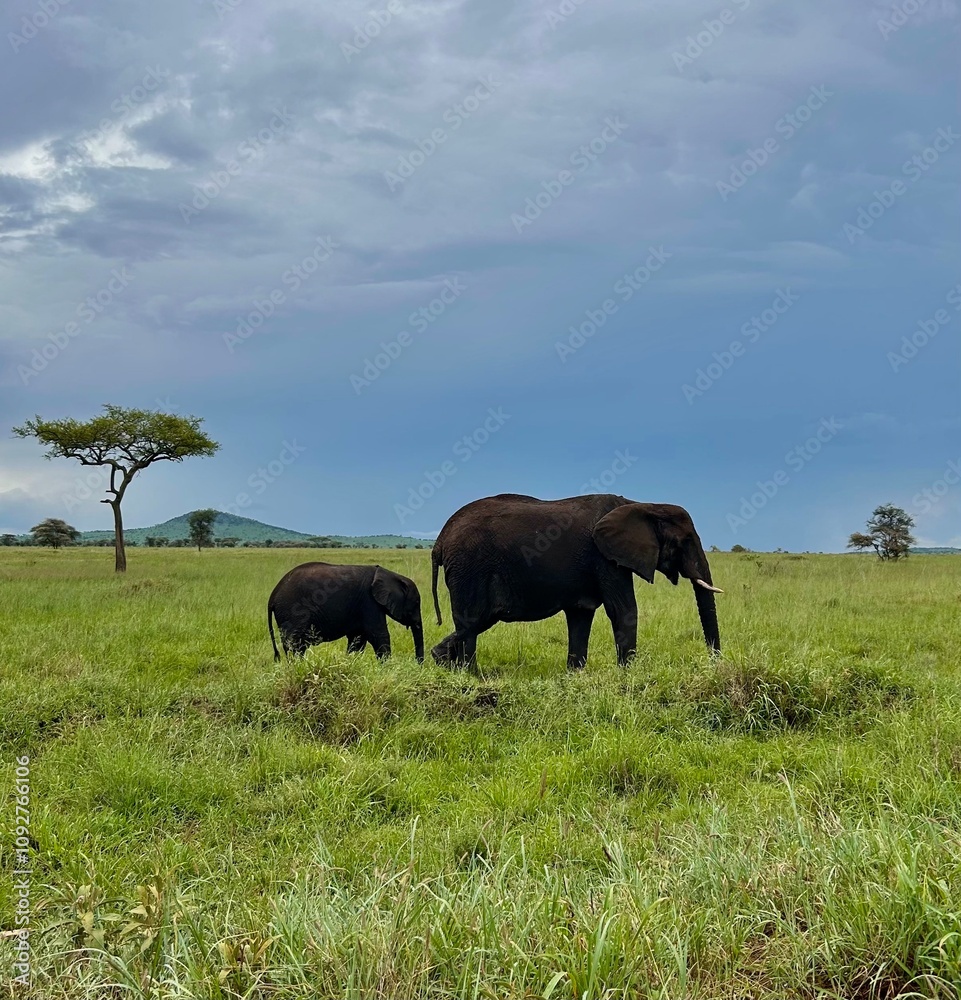 Zwei Elefanten im Nationalpark in Tanzania Zwei Elefanten im Nationalpark in Tanzania