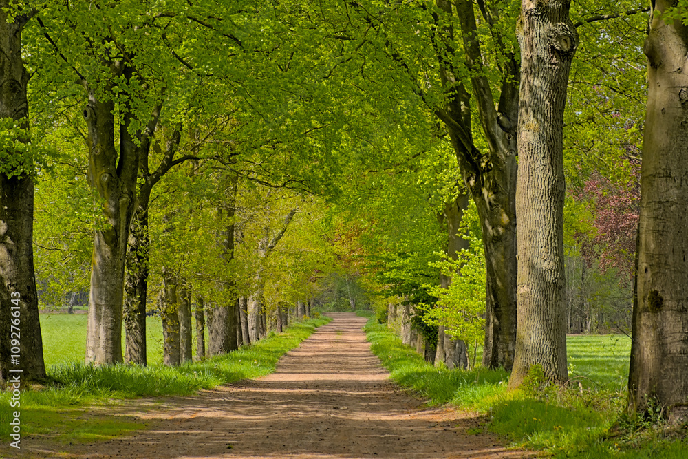dirt road between fresh green spring trees in Turnhoutse vennen nature reserve. Turnhout, Flanders, Belgium dirt road between fresh green spring trees in Turnhoutse vennen nature reserve. Turnhout, Flanders, Belgium