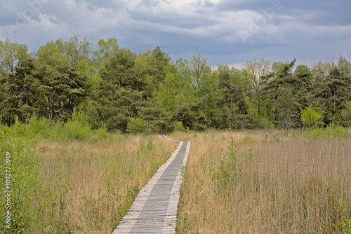 Boradwalk through a heather landscape with fresh green spring trees under a dark cloudy sky near Turnhout, Flanders, Belgium  photo