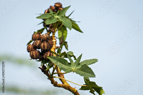 Fruits de ricin commun sur branche photo