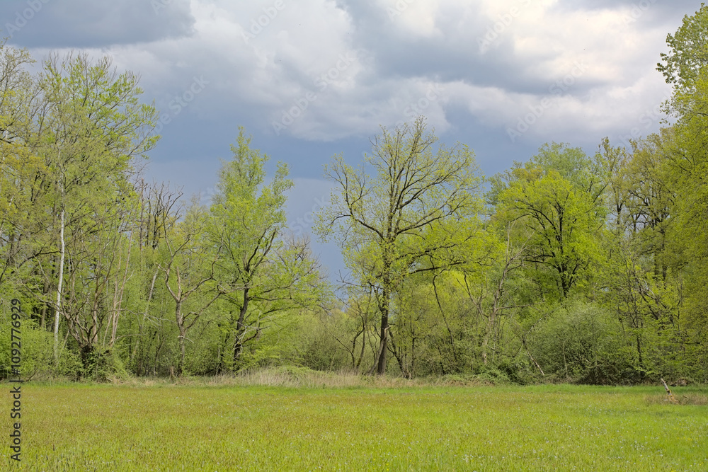 Fototapeta premium Fresh green spring meadow an forest under a cloudy rainy sky near Turnhout, Flanders, Belgium