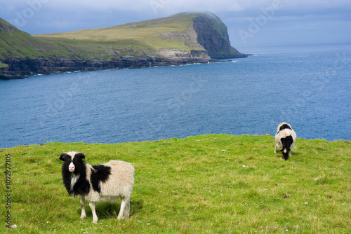 Sheep grazing near Húsavík ...