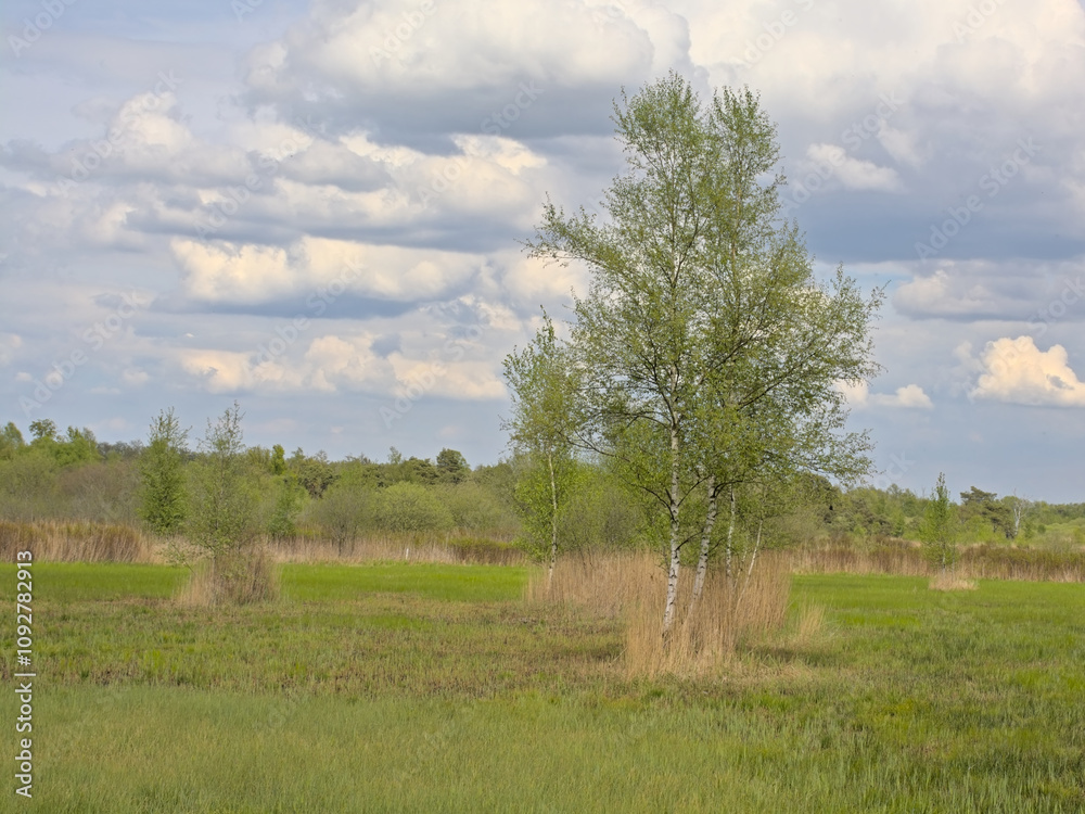 Obraz premium fresh green spring wetland landscape with green fields and forest in the flemish countryside near Turnhout, Flanders, Belgium 