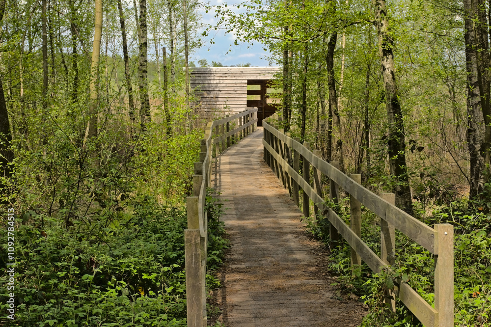 Wood walkway towards a bird watching hut in a fresh green spring forest n the Flemish countryside. Wood walkway towards a bird watching hut in a fresh green spring forest n the Flemish countryside.