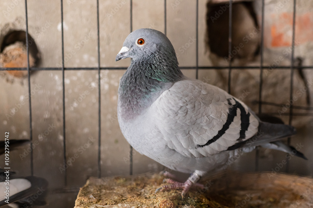 Pigeon animals curled up in iron cages in winter Pigeon animals curled up in iron cages in winter