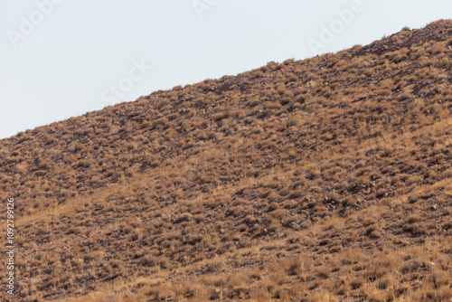 Golden looking foothills covered with bushes, shrubs and herbs indicating low precipitation near Abarkuh, Yazd, Iran.	 photo