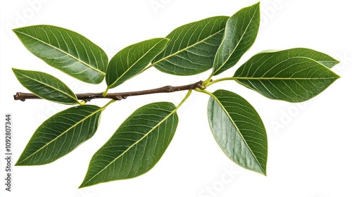 A branch with green leaves showcasing natural beauty and plant life.