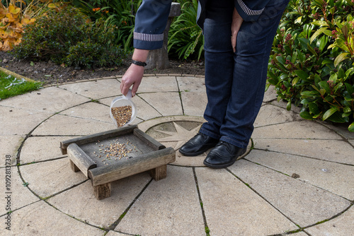 Woman in Blue Jacket Pouring Wild Bird Seed Food from Plastic Jug onto Wooden Bird Table on Ground in Outdoor Backyard Garden photo