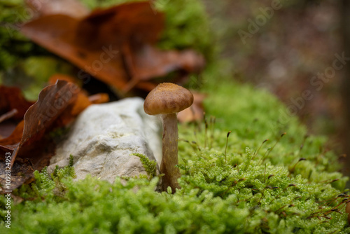 Small mushroom on moss, autumn