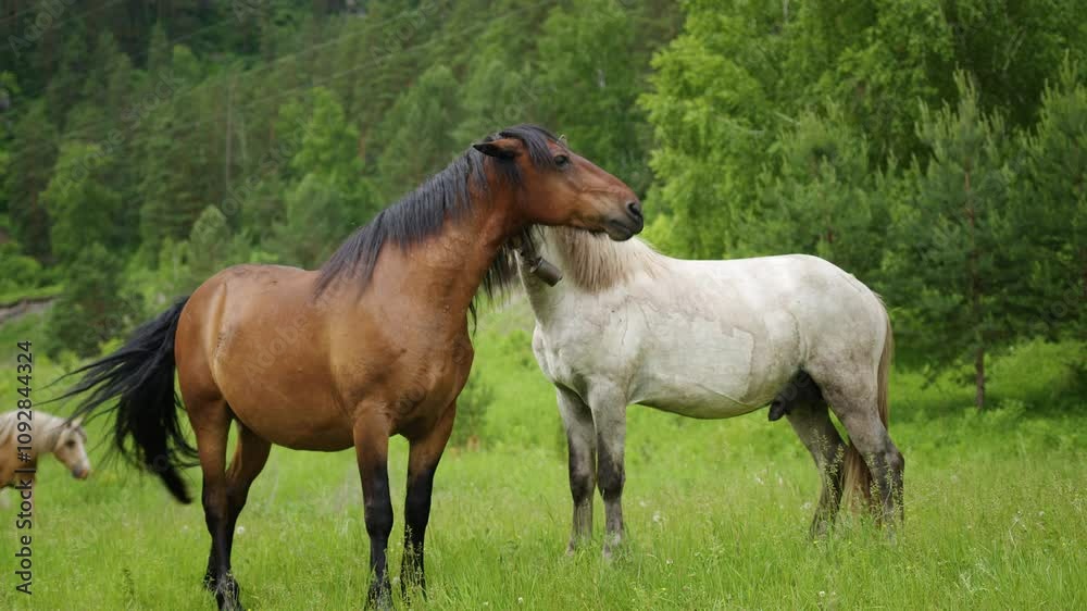 An adult horse is bites another horse An adult horse is bites another horse