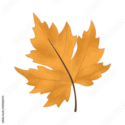 Illustration of maple leaf