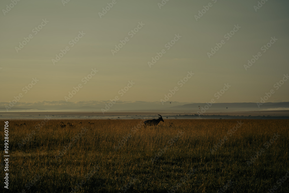 sunrise in the african savnnash while on safari sunrise in the african savnnash while on safari