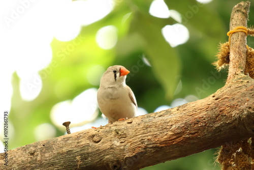 Close up view of Sunda zebra finch