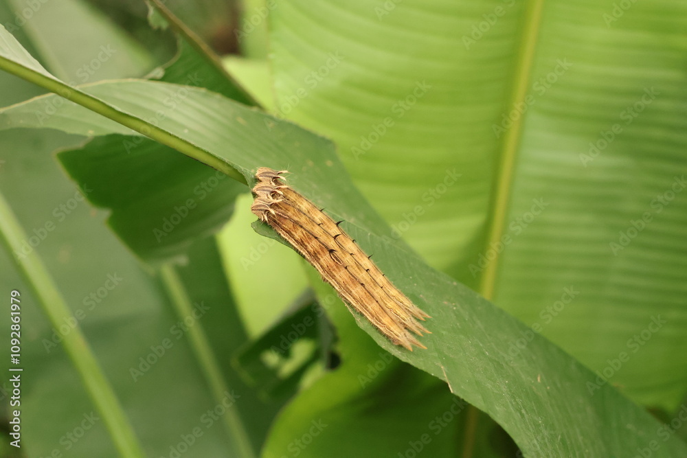Close up of Calligo Owl butterfly larvae Close up of Calligo Owl butterfly larvae