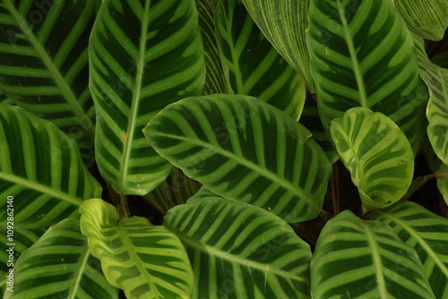 Close up detail of Goeppertia zebrina  leaves