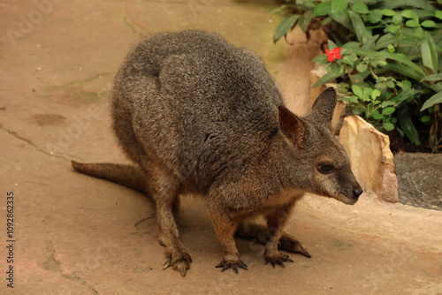 Baby wallaby