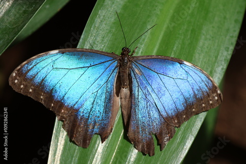 Close up view of Morpho peleides butterfly