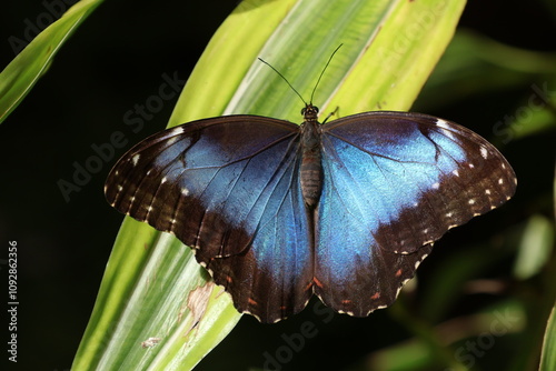 Close up view of Morpho peleides butterfly