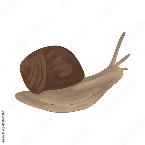 Illustration of snail 