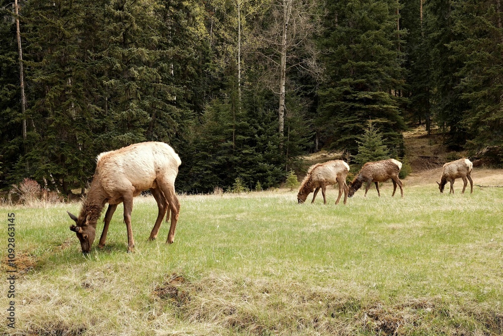 Elk grazing in a forest meadow Elk grazing in a forest meadow