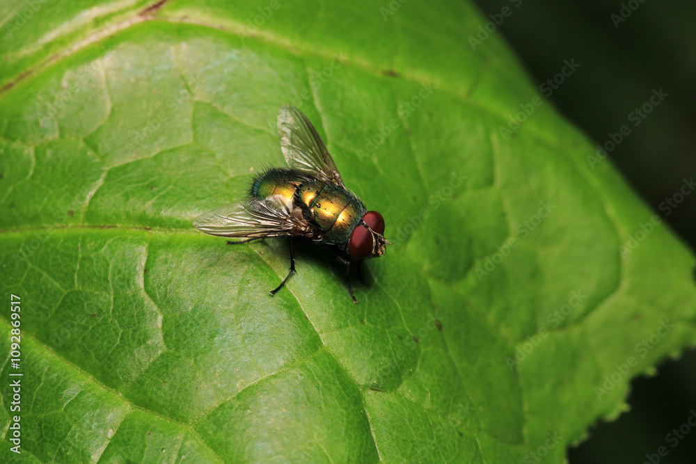 Fototapeta premium sarcophaga carnaria fly macro photo
