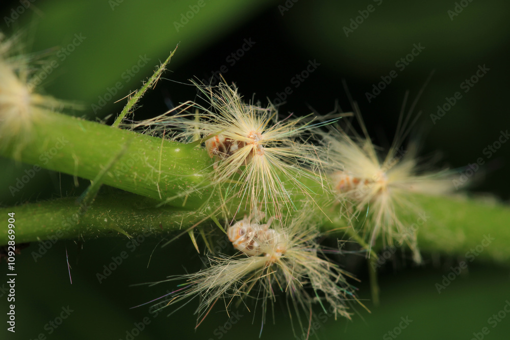 natural Passionvine hopper insect macro photo natural Passionvine hopper insect macro photo