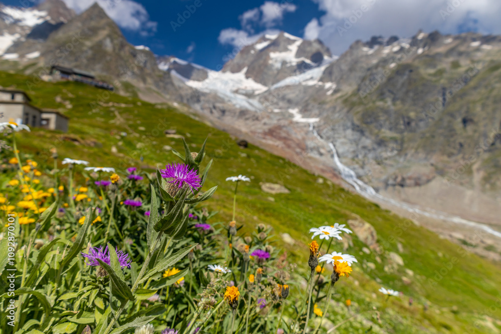 Obraz premium Val Veny scenic landscape in Courmayeur valley, Italy on Tour du Mont Blanc hiking route. Alps beautiful landscape, scenic view of the alpine peaks, green fields and meadow with flowers and blue sky