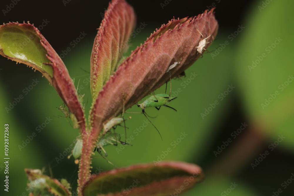 harmful aphid insect macro photo harmful aphid insect macro photo