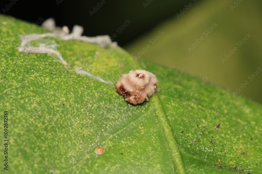 harmful aphid insect macro photo harmful aphid insect macro photo