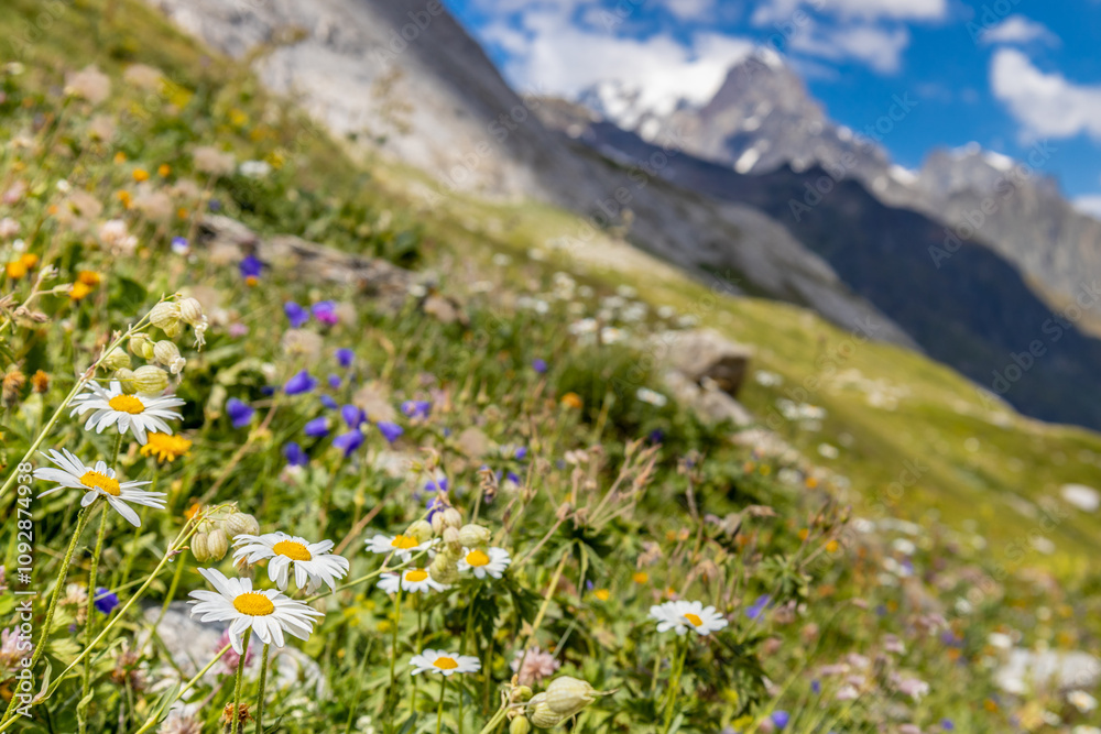 Obraz premium Val Veny scenic landscape in Courmayeur valley, Italy on Tour du Mont Blanc hiking route. Alps beautiful landscape, scenic view of the alpine peaks, green fields and meadow with flowers and blue sky