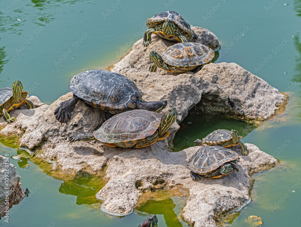 red-eared turtle basking in the sun red-eared turtle basking in the sun