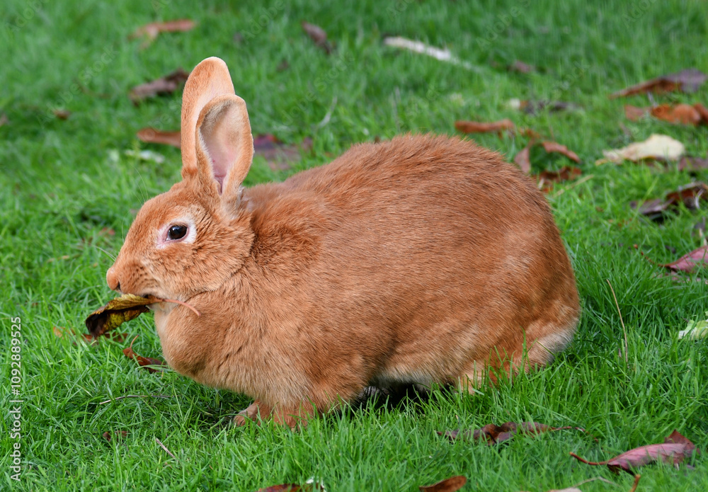 lapin roux sur de l'herbe verte lapin roux sur de l'herbe verte