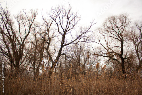 tree in the fog