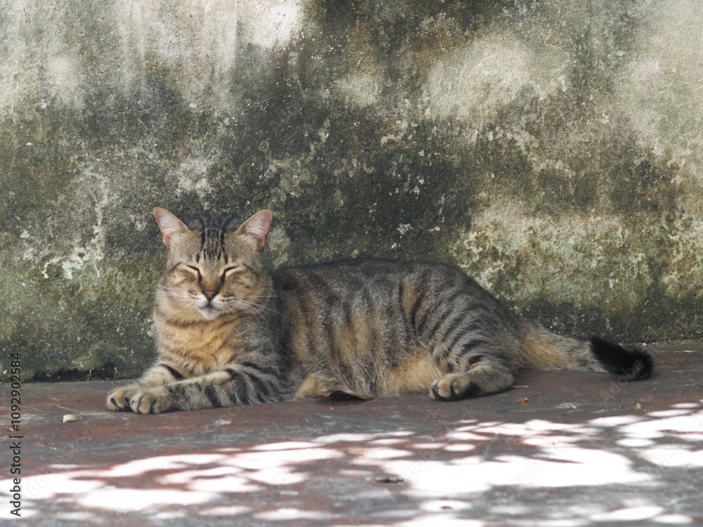 Naklejka premium un gato de nombre freedom